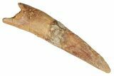 Fossil Pterosaur (Siroccopteryx) Tooth - Morocco #194592-1